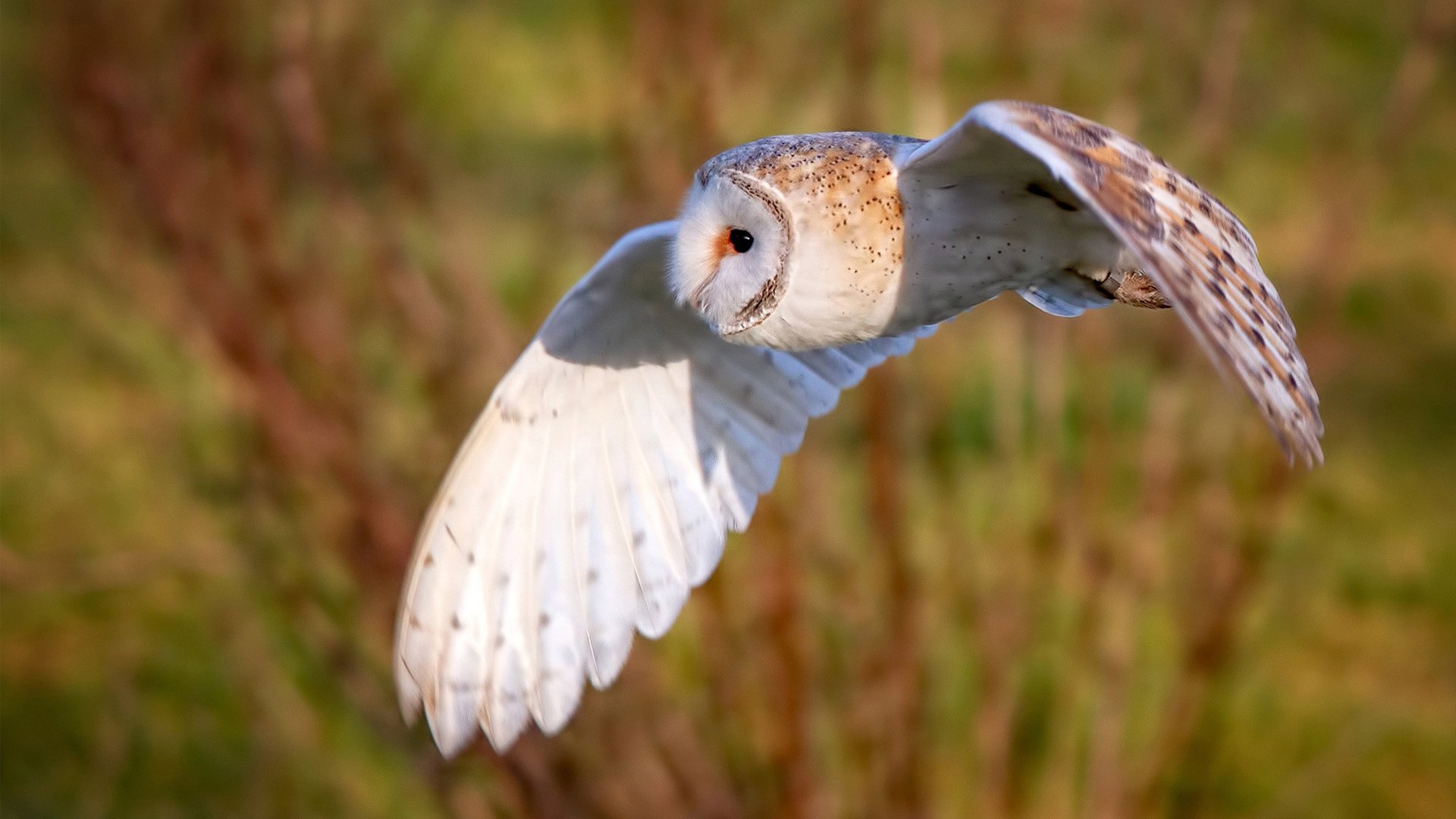 安菲尔德炼狱夜,卡拉斯科破局记