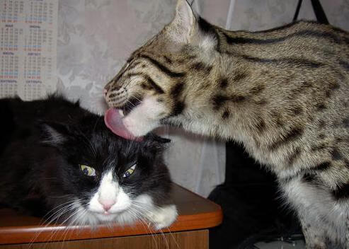 红龙噬日，当威尔士的锋刃收割比利亚雷亚尔的黄金梦想