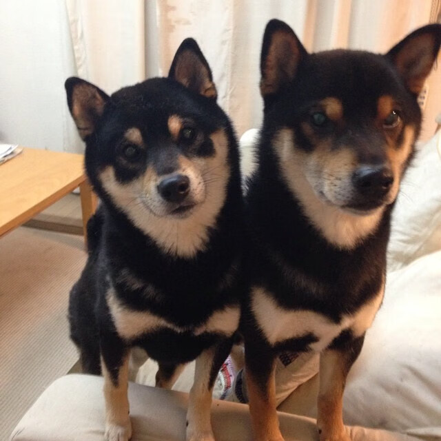 欧冠之夜的双面镜，库尔图瓦封神，矿工颠覆巴萨