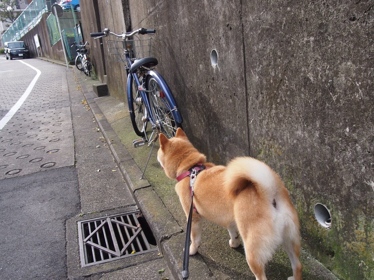 雷火电竞app-冰川之力冲垮塞维利亚，当蒂亚戈的天才之火点燃冰岛足球之夜