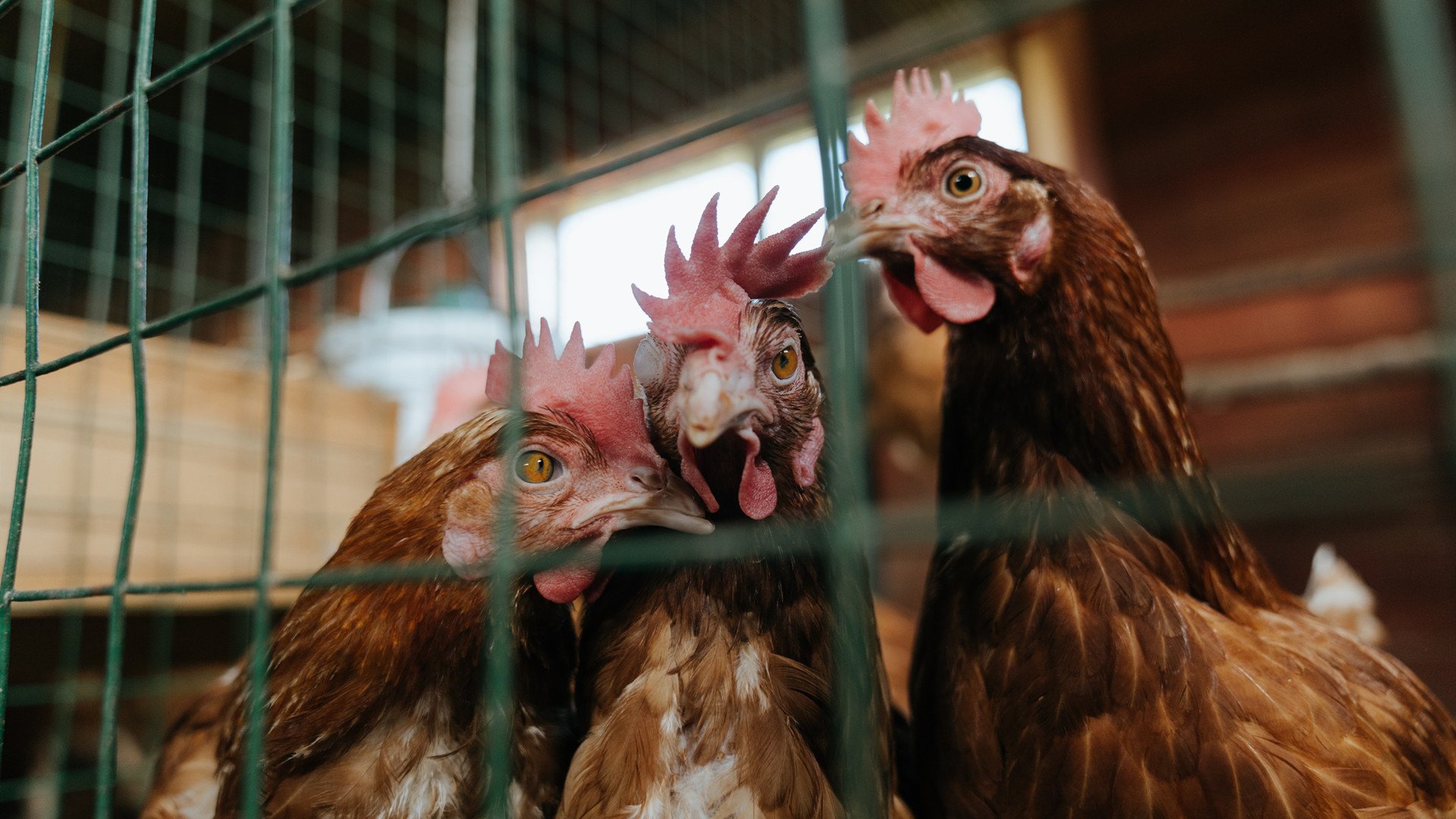 雷火电竞合作-萨拉赫，北欧神话中掌控地中海南风的法老