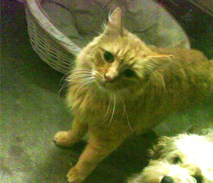 基米希关键回合不手软，几内亚友谊赛横扫切尔西创历史