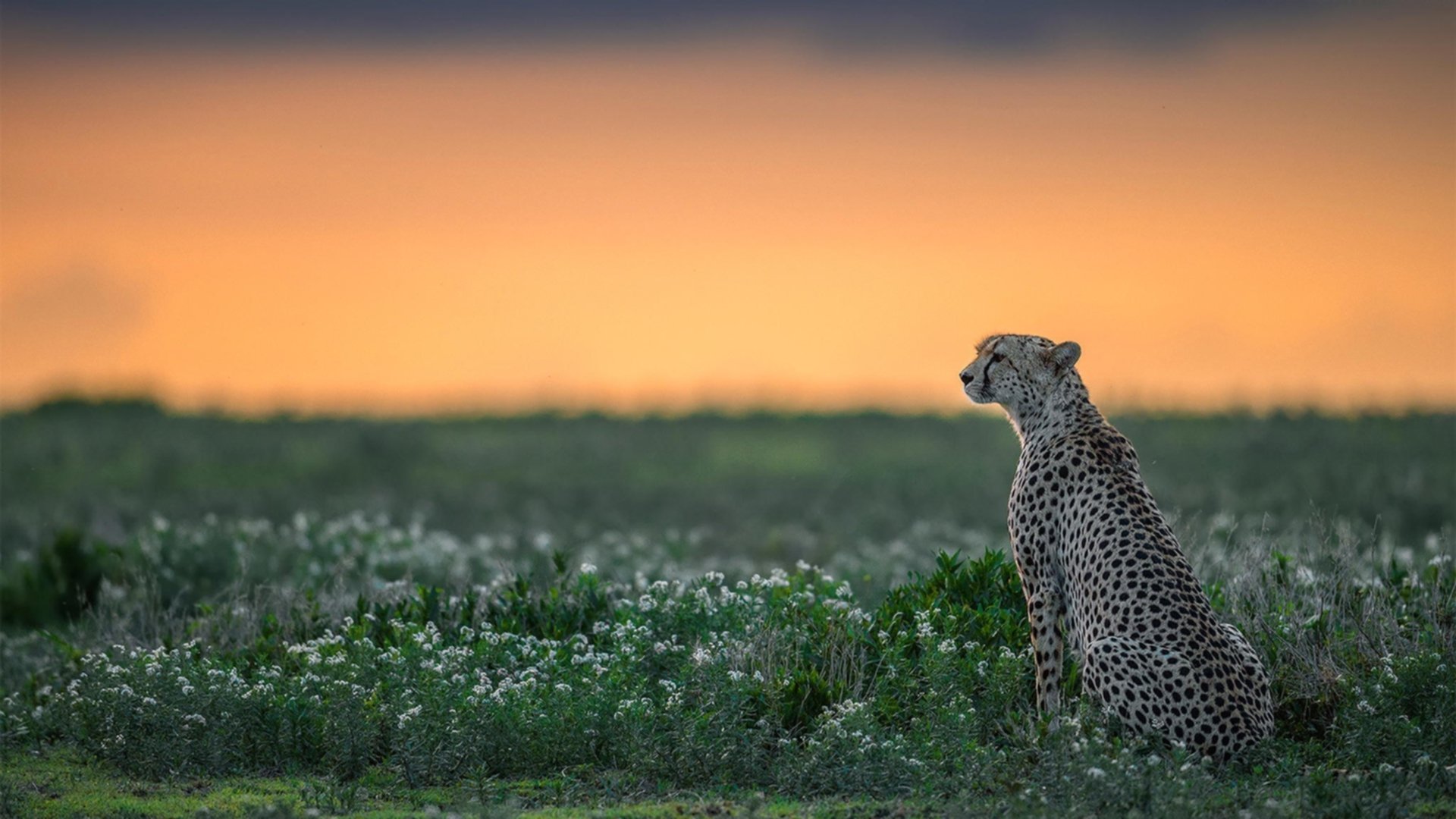 光明球场独舞，迪马利亚三次华丽出鞘，封印希腊豪门