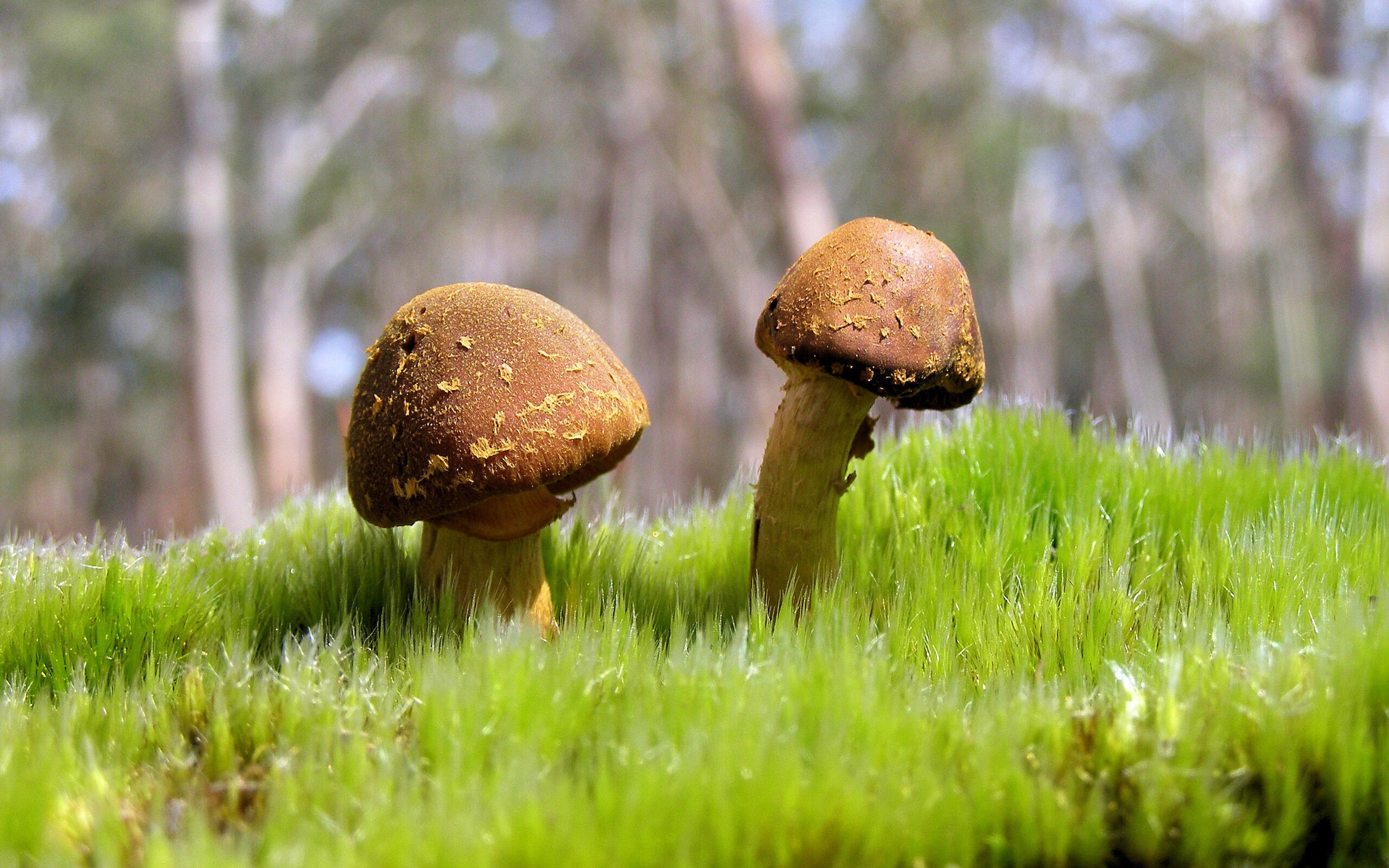 希腊铁骑踏平巴斯克雄狮，卡拉斯科一剑封喉成关键先生