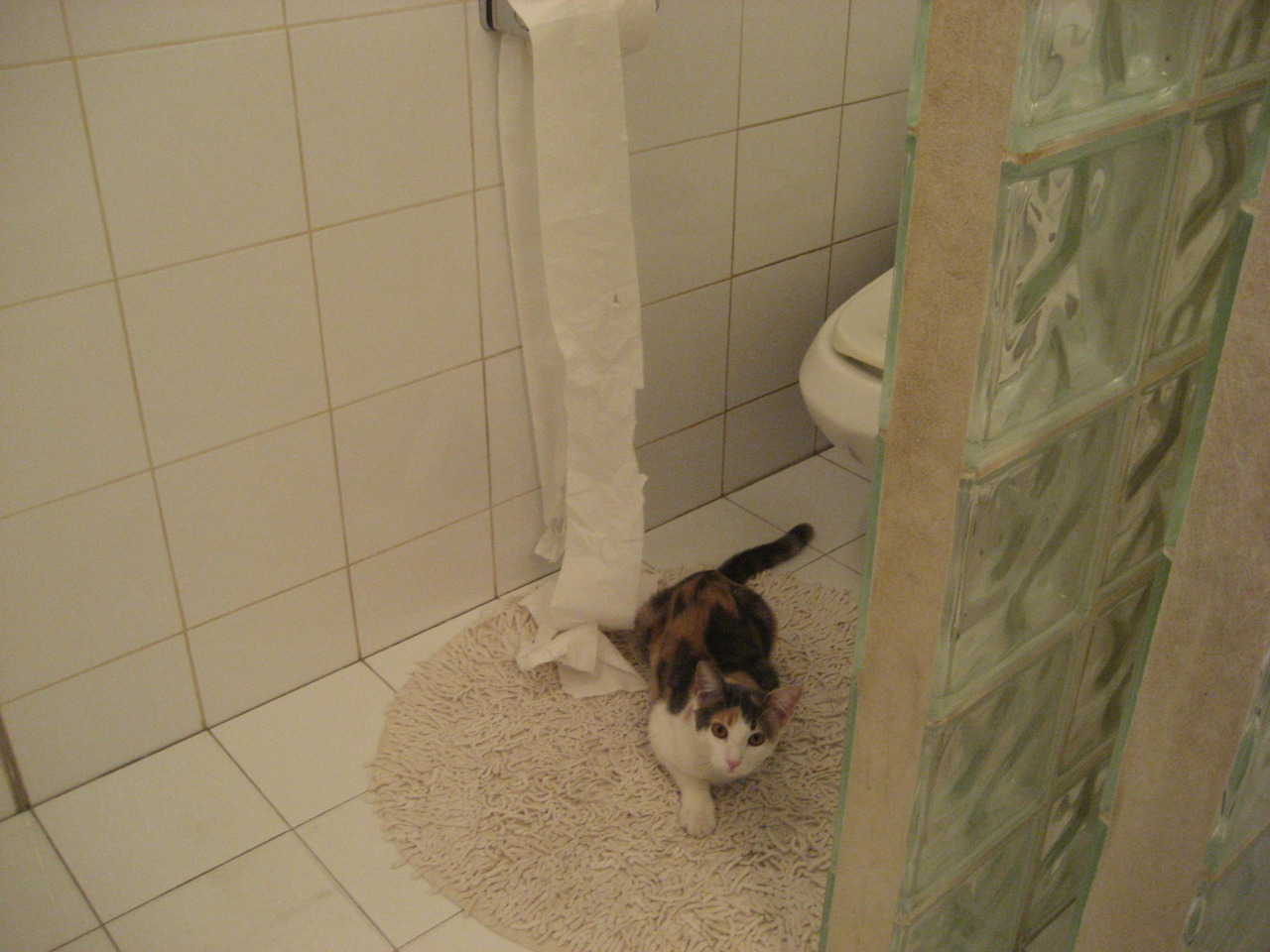 冰封王座，奥利维耶一球定音，瑞典冷锋刺穿委内瑞拉