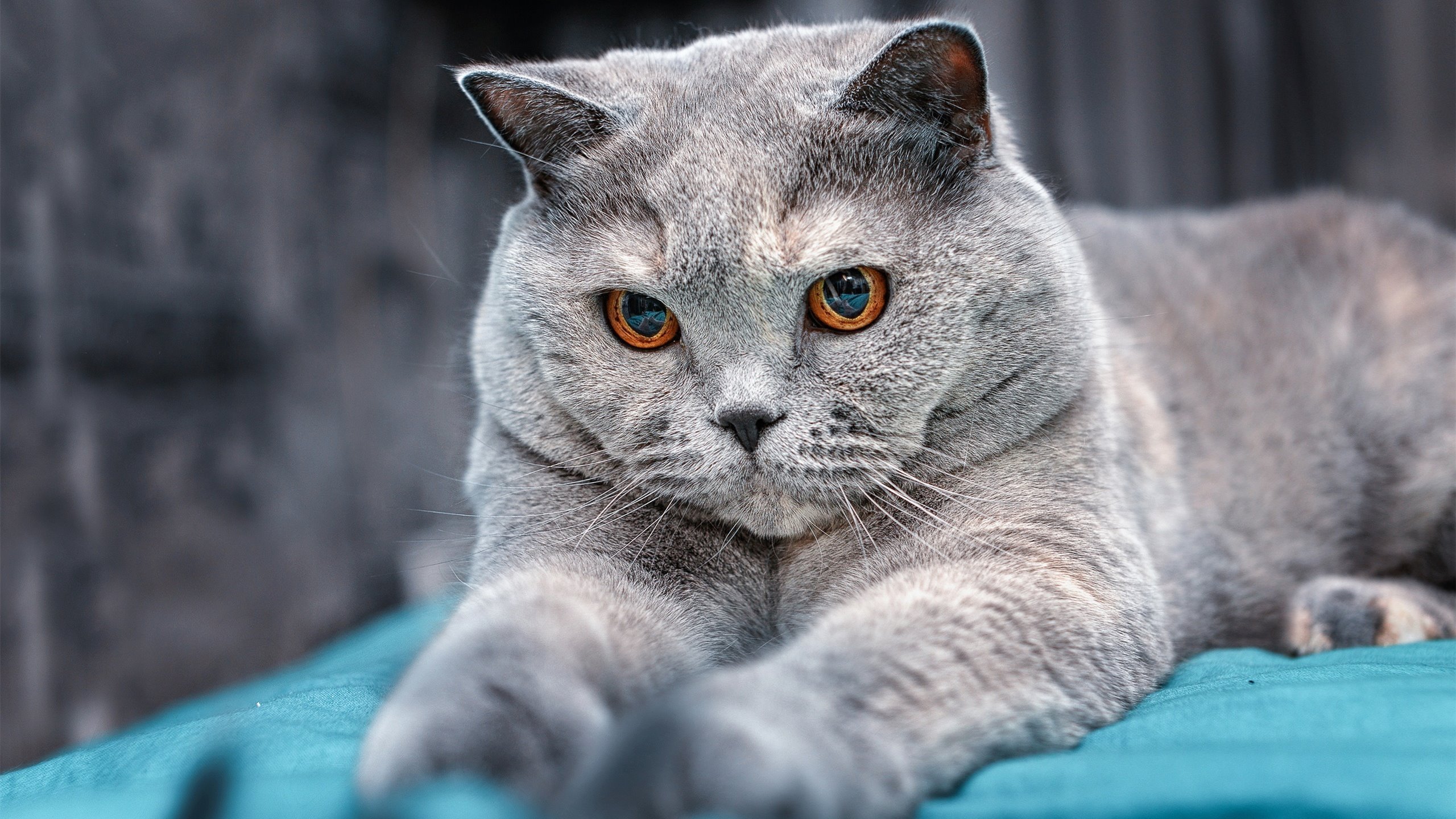 保罗的双面人生，当鹈鹕掀翻马刺时，另一个保罗正在诺坎普接管国家德比